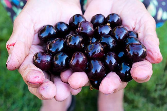 Горсть спелых вишневых ягод насыщенно черного цвета в ладонях садовода