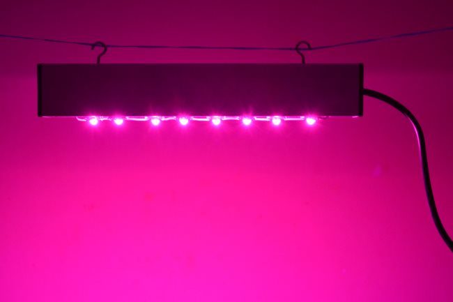 Светодиодная люминесцентная лампа для подсветки укропа в домашних условиях