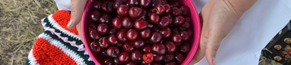 Спелые плоды сорта вишни Ливенская в ведёрочке