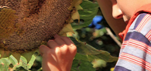 Мальчик снимает семена подсолнуха с шапки