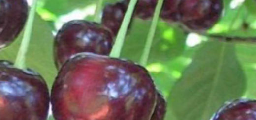 Плоды вишни сорта ширпотреб черная вблизи на ветке спелые