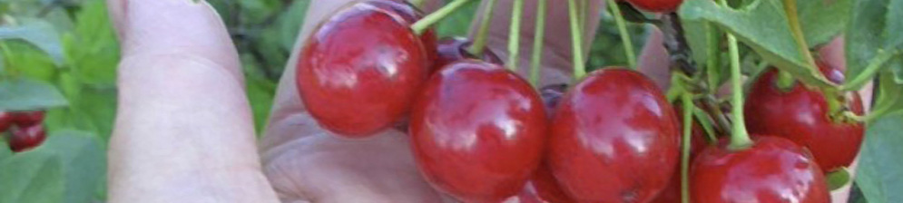 Плоды вишни субботинская вблизи рядом с ладонью человека