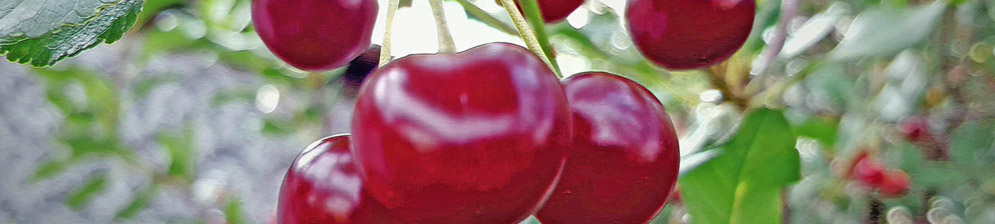 Плоды сорта вишни Свердловчанка вблизи