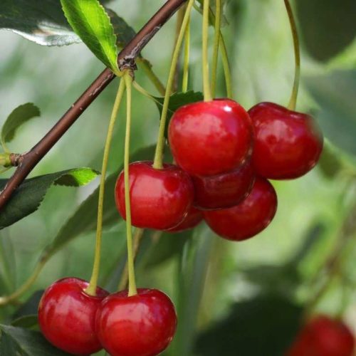 Спелые ягоды вишни гибридного сорта Субботинская на крепких плодоножках
