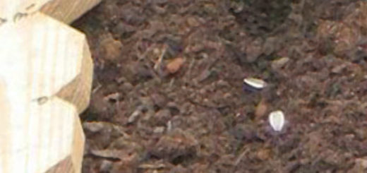 Посадка семечек подсолнуха в землю на дачном участке в грядку