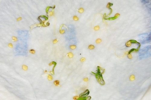Проращивание семян острого перца на поверхности влажной ткани