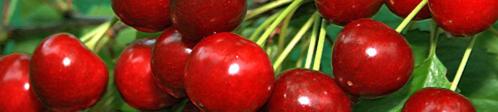Спелые плоды вишни сорта Расторгуевская
