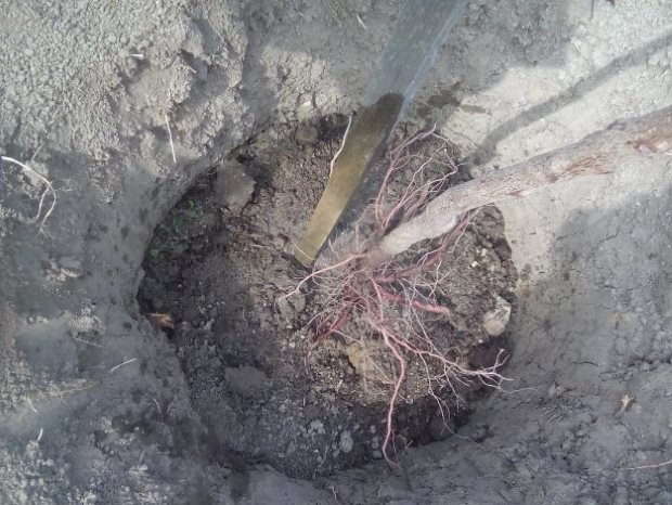 Саженец вишни с расправленными корнями в яме с опорным колом
