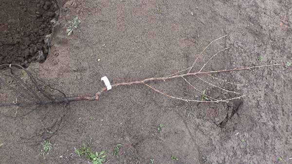 Двухлетний саженец вишни с хорошими корнями на поверхности почвы