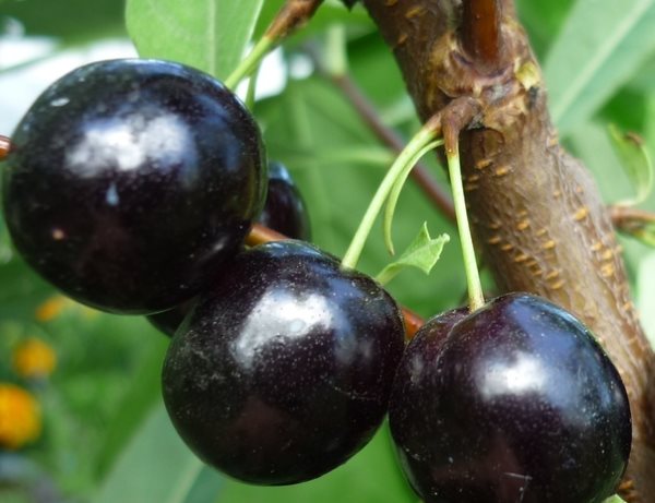 Крупные ягоды гибридной вишни сорта Ширпотреб Черная на ветке шестилетнего деревца