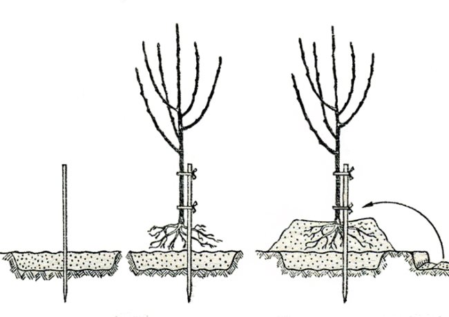 Схема посадки саженца вишни на холм в условиях Урала и Сибири