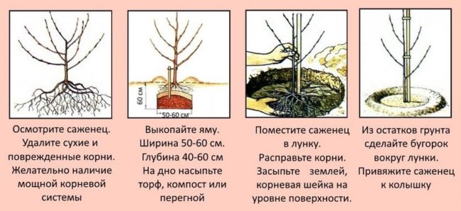 Схема высадки саженца вишни в весенний период