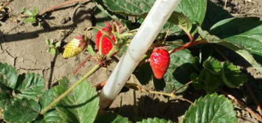Слабый урожай клубники в первый год две ягодки на кусте