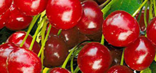 Стандарт Урала спелые плоды сорта вишни на дереве