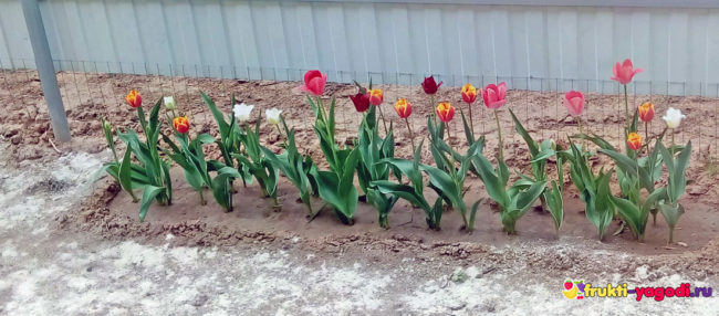 Цветки тюльпанов на участке вдоль забора