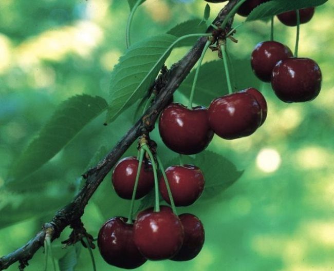 Ветка вишни сорта Расторгуевская с плодами темно-красного цвета