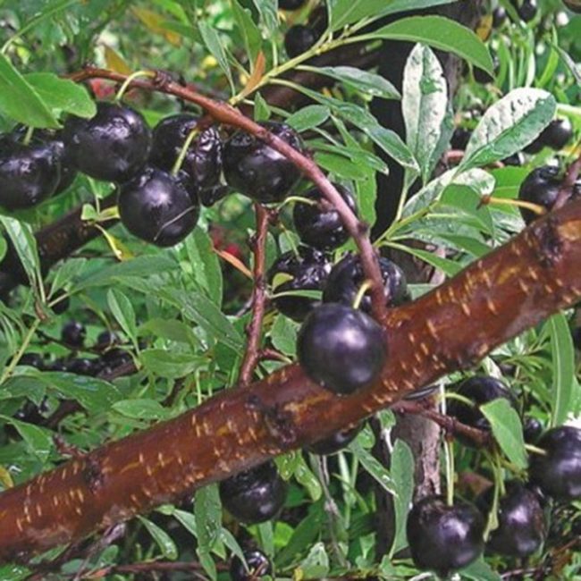 Созревание черных ягод на вишне мичуринского сорта Ширпотреб Черная