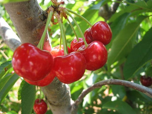 Розово-красные плоды на ветке вишневого дерева сорта Заря Татарии
