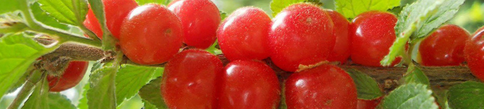 Войлочная вишня плодоношение активное красные плоды