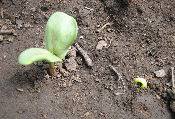 выращивание подсолнухов в открытом грунте
