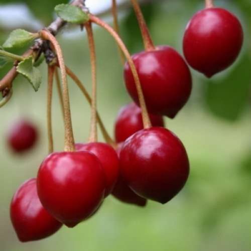 Внешний вид ягод вишни сорта Богатырка в стадии технической спелости