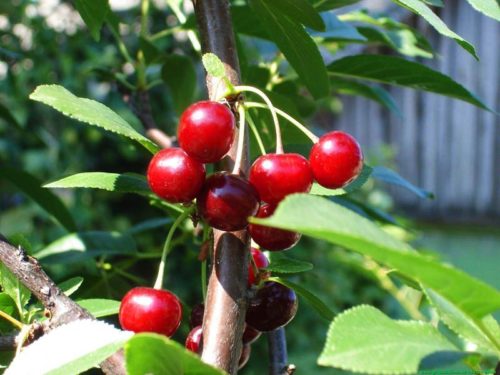 Созревание ягод на ветках вишни гибридного сорта Студенческая