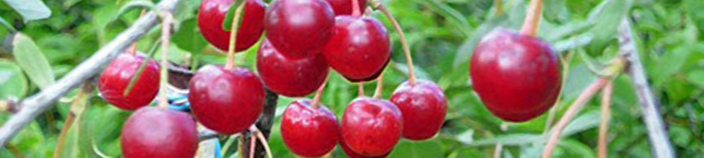 Созревающие плоды вишни сорта Звезда Поволжья вблизи на ветке