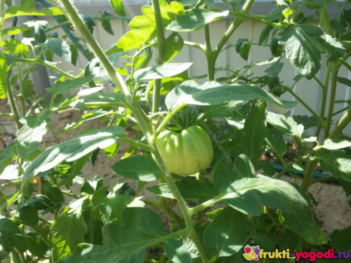 Зелёный плод помидора вблизи на кусте