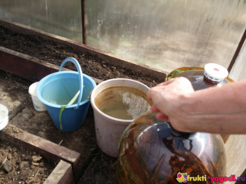 Отстаиваем воду чтобы была тёплой для полива огурцов
