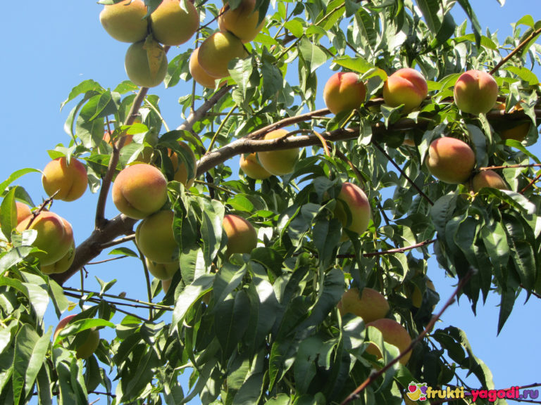Плодовое дерево персик. Персики в Киргизии. Нектарин Таджикистан. Черное море. Персик дерево. Персиковый сад.
