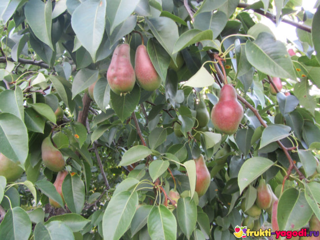 Плоды груши сорта Талгарская красавица на дереве