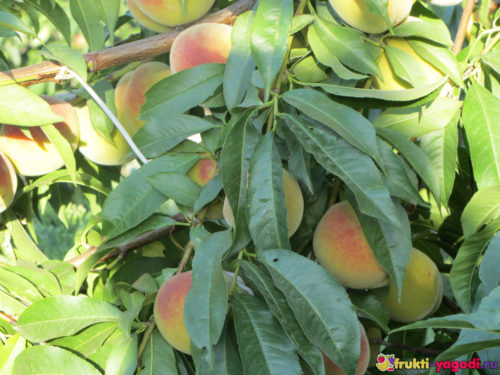 Созревающие плоды персика на дереве вблизи