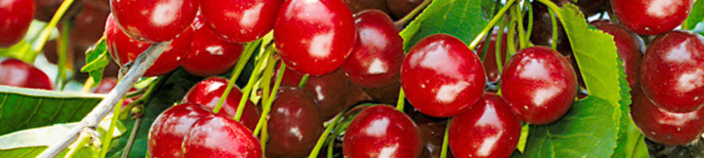 Созревающие плоды сорта вишни Булатниковская