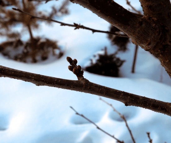 Фото букетной веточки на стебле вишневого дерева в конце зимы