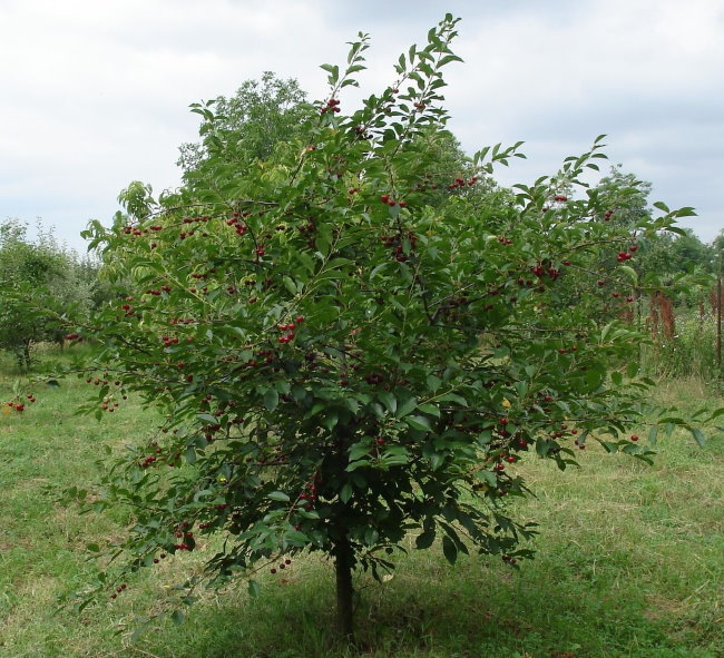 Компактный кустик вишни сорта Морель Брянская в начале плодоношения