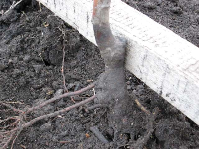 Определение глубины посадки саженца вишни по корневой шейке