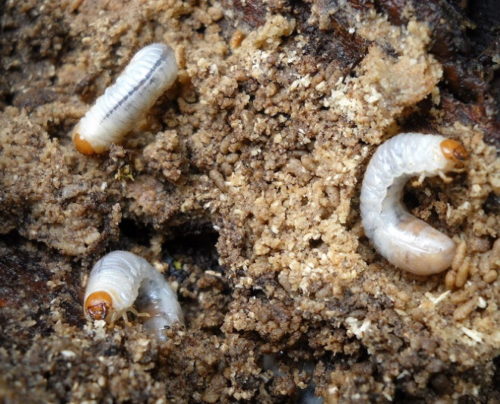Личинки майского жука в почве приствольного круга вишни