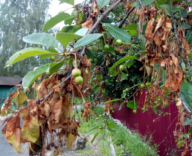 Засыхание листьев на кончиках веток вишни при монилиозе.