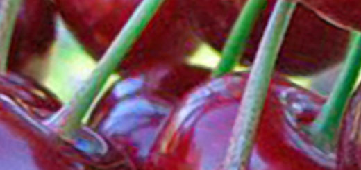 Спелые плоды вишни сорта Морель Брянская