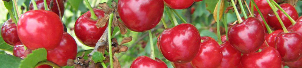 Созревающие плоды вишни сорта Огневушка