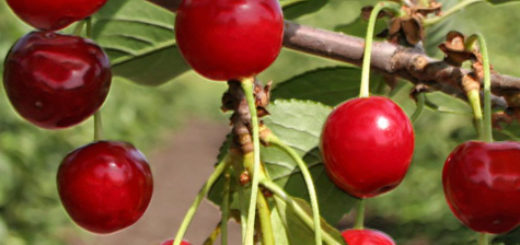 Созревающие плоды сорта вишни Пламенная