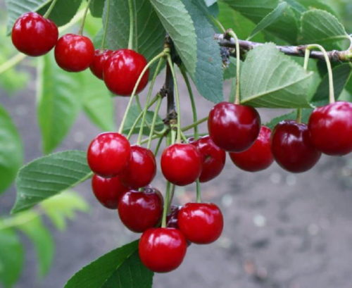 Плоды в состоянии технической спелости на вишне белорусского сорта Заранка