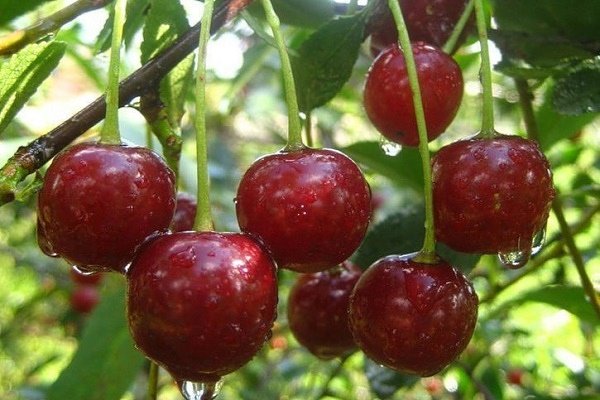 Внешний вид спелых плодов вишни запатентованного сорта Булатниковская