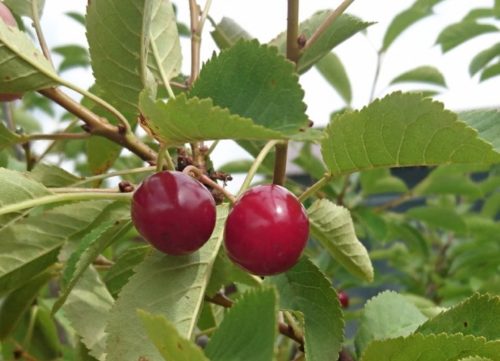 Созревание плодв вишни гибридного сорта Хуторянка на взрослом дереве