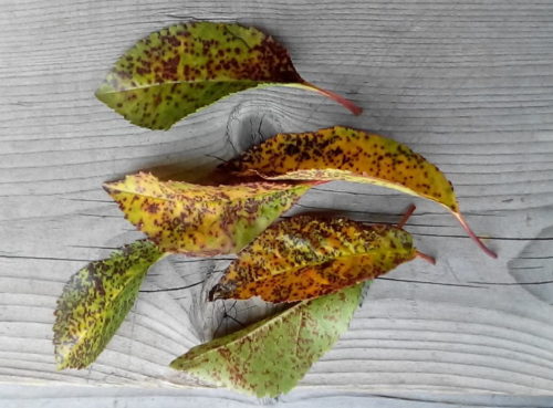 Листья вишни с симптомами заражения растения коккомикозом