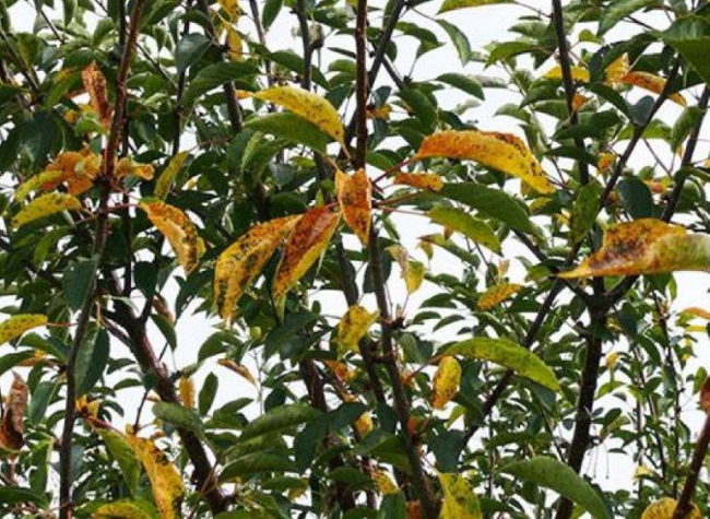 Увядание и засыхание листьев на дереве взрослой вишни в середине лета