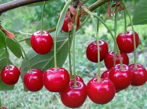 Ярко-красные плоды круглой формы на ветках вишни сорта Огневушка