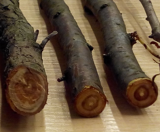 Сделайте кольцевой надрез на древесной ветки. Монилиоз вишни срез ветки. Монилиоз черешни ствол. Вишня древесина.