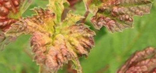 Болезни красной смородины: лечение пятнистой выпуклости листьев