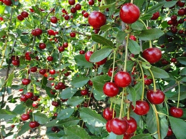 Темно-красные плоды и зеленые листья на ветках садовой вишни Булатниковская